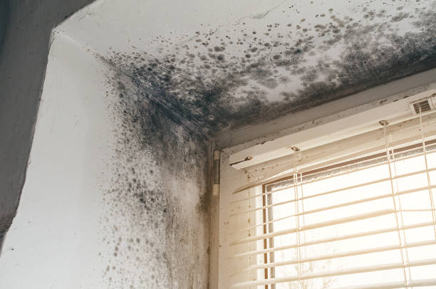 Affordable Black Mold Remediation solutions in Thomaston, GA